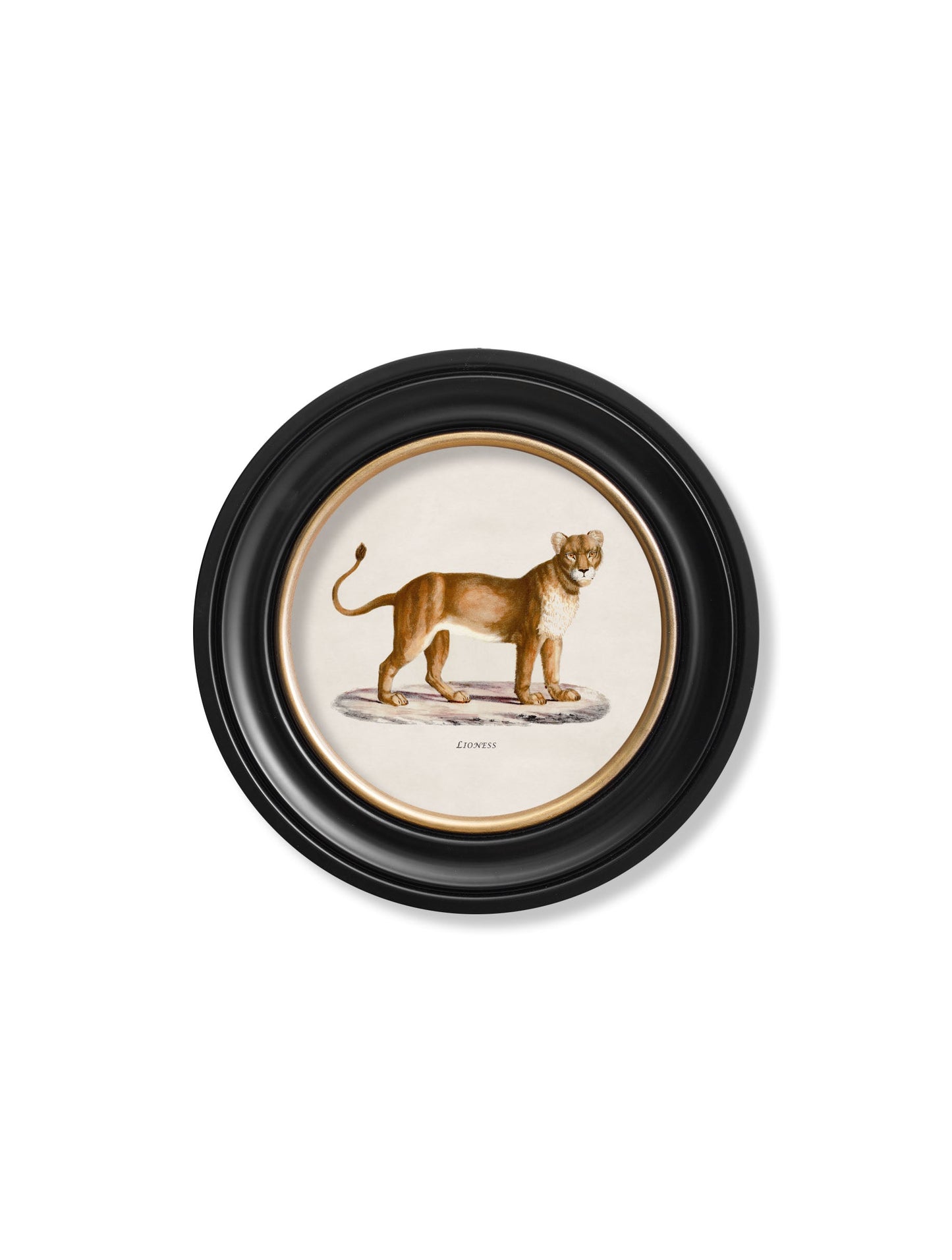 c.1800s Lion & Lioness – Round Frames styled view – Leya Buster Interiors