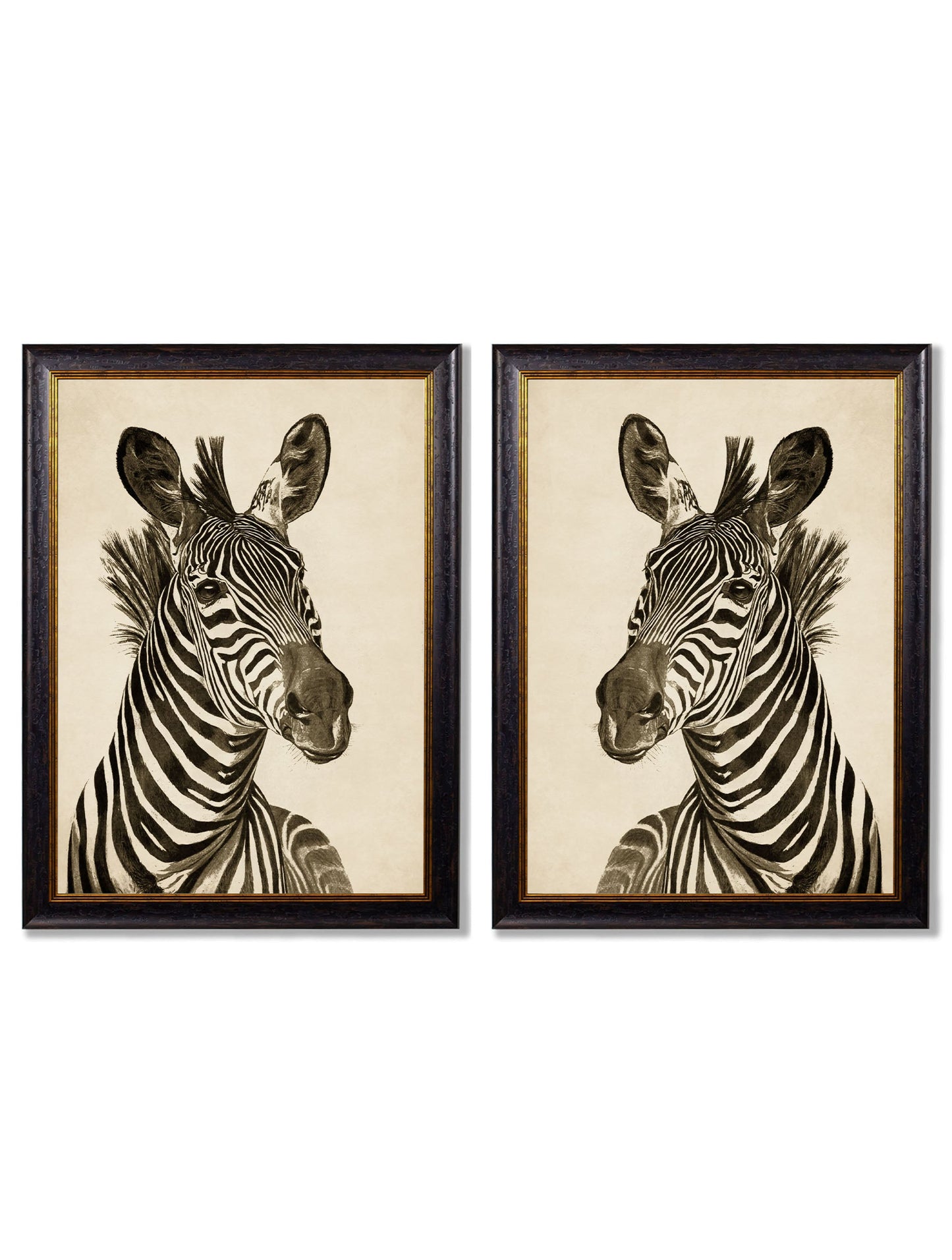 c1890 Zebra Illustrations – Dark detail – Leya Buster Interiors