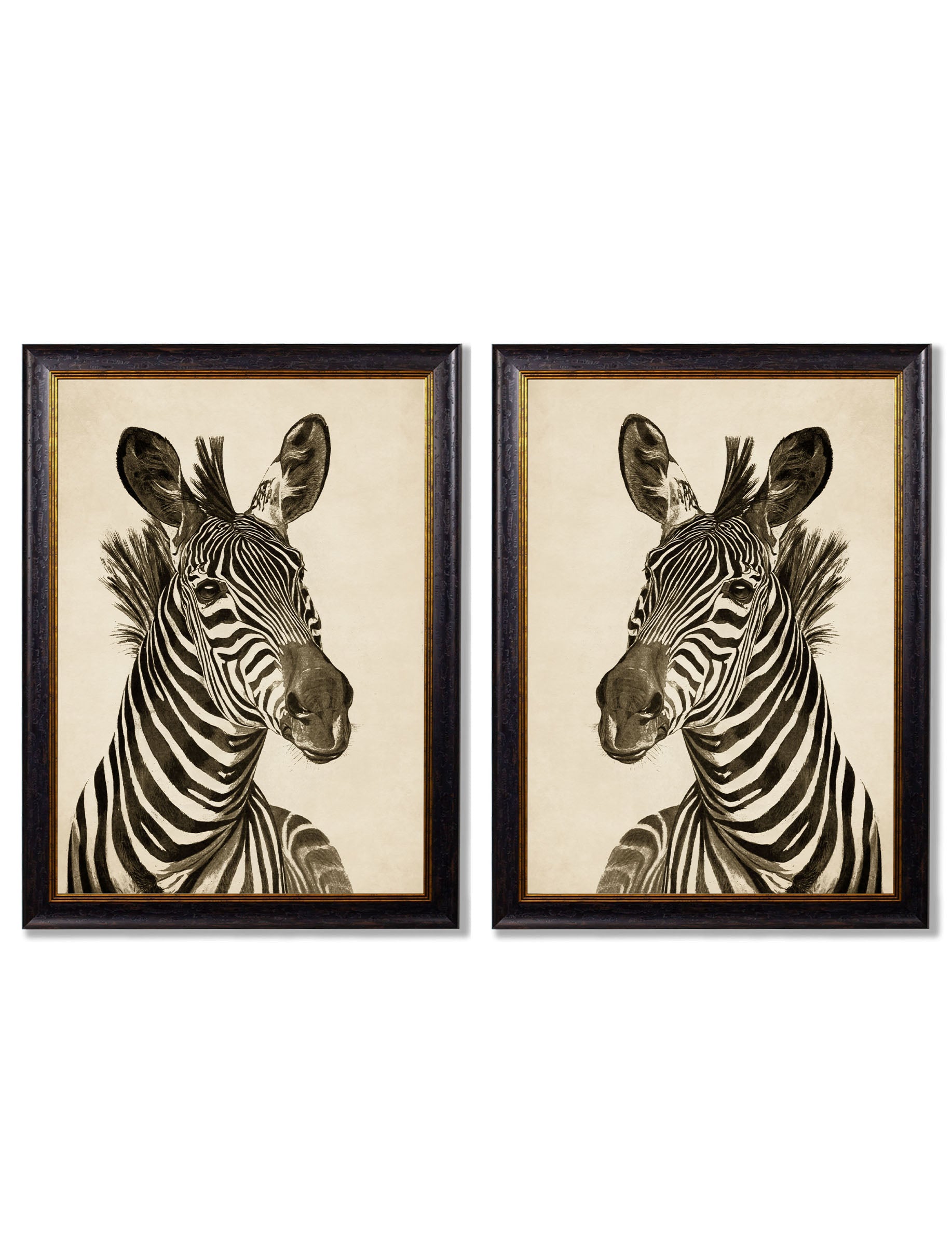 c1890 Zebra Illustrations – Dark detail – Leya Buster Interiors