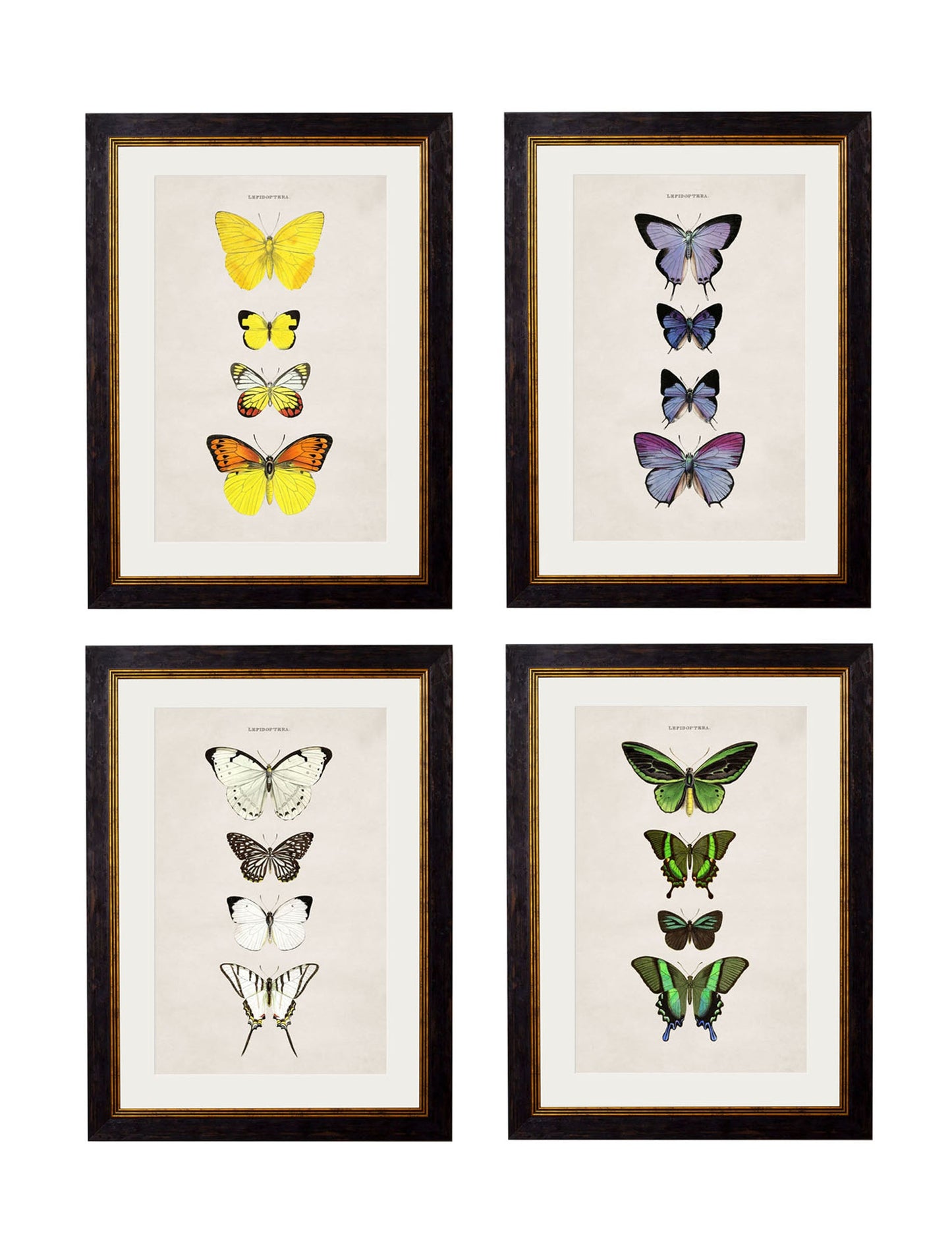 c.1835 Butterflies detail – Leya Buster Interiors