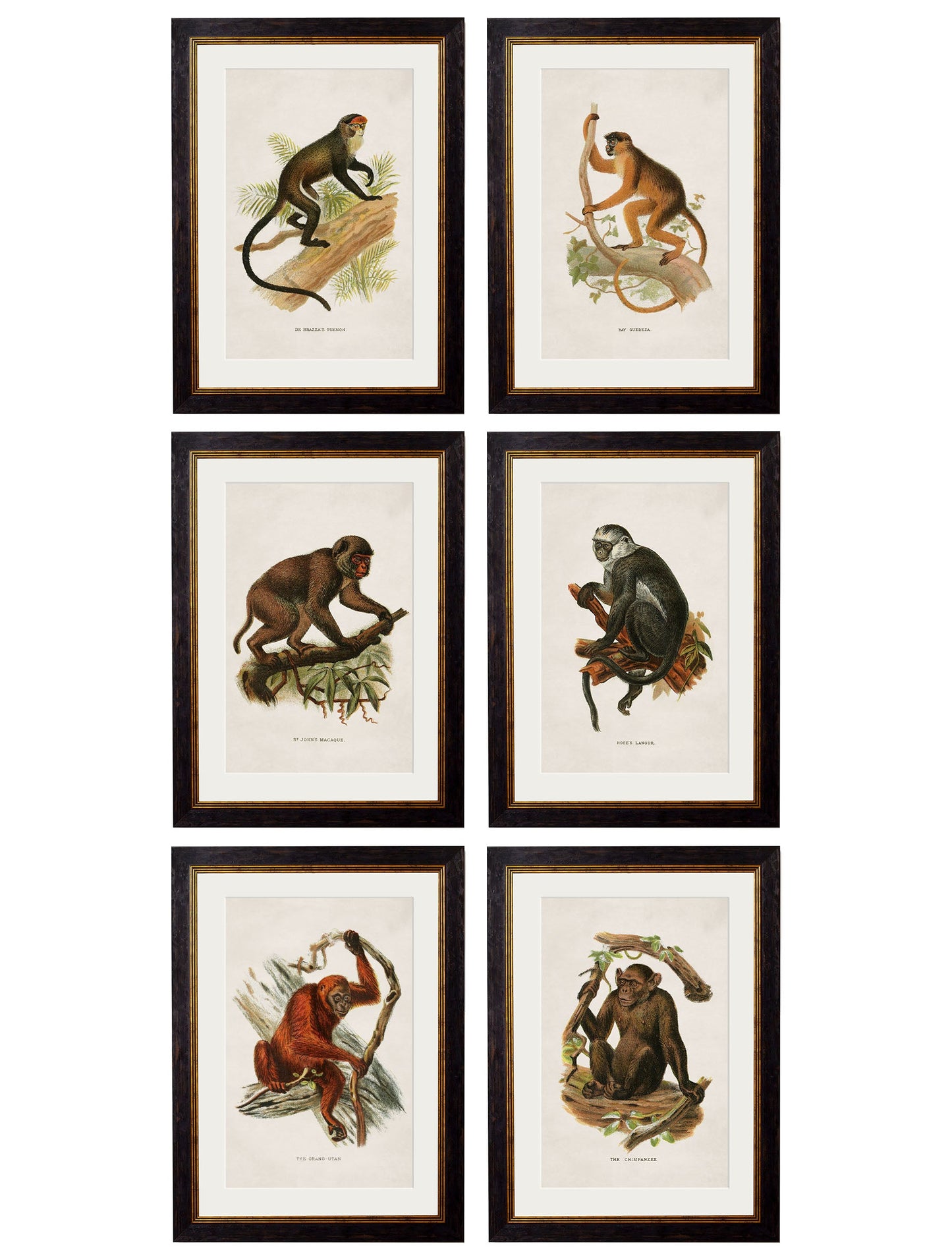 c.1910 Collection of Primates detail – Leya Buster Interiors
