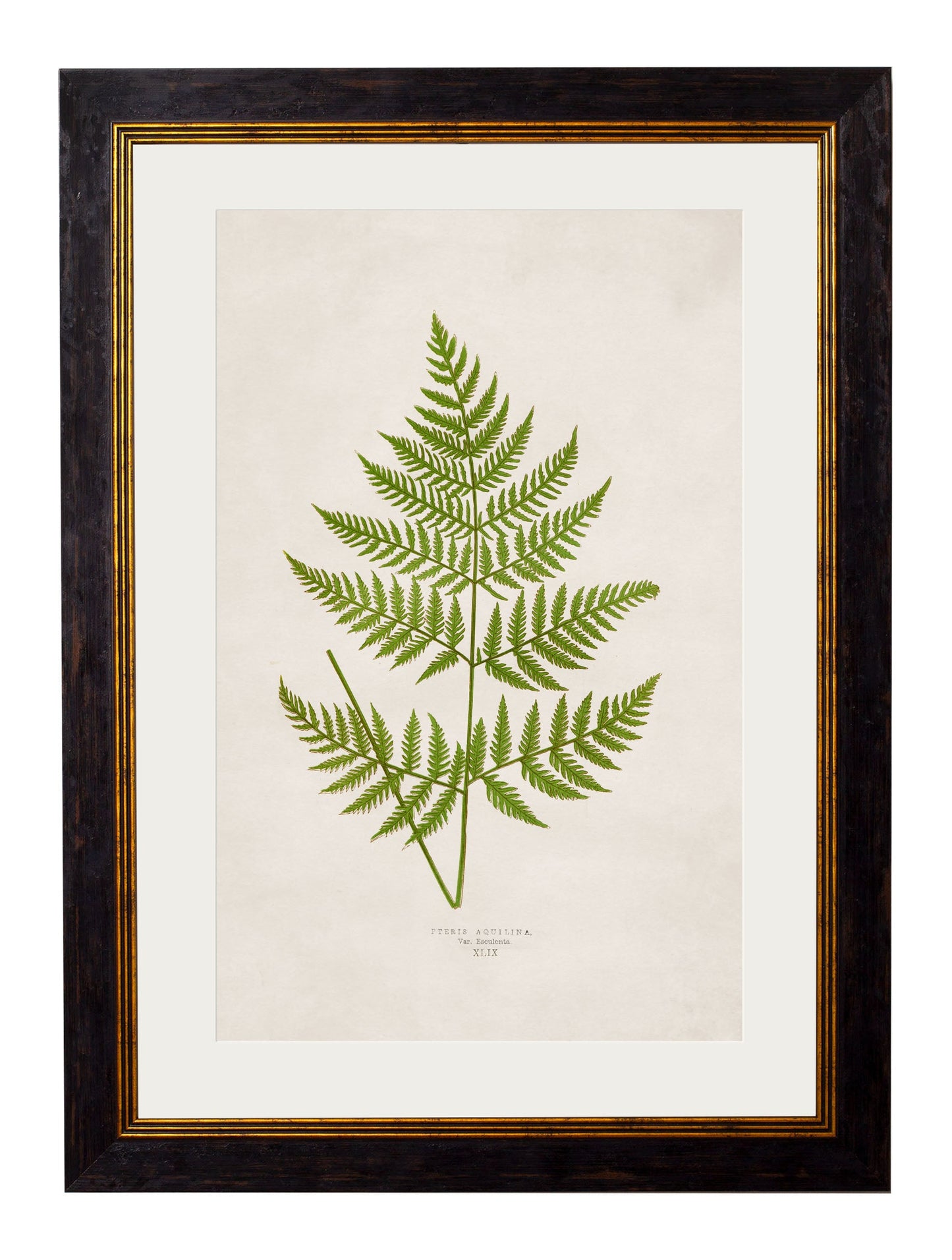 c.1864 Collection of British Ferns styled view – Leya Buster Interiors