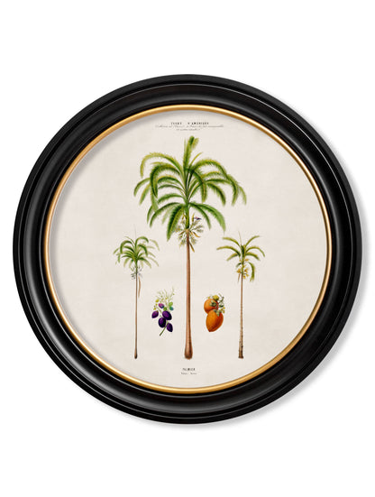 c.1843 Studies of South American Palm Trees in Round Frames styled view – Leya Buster Interiors