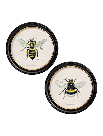 c1892 British Bees Round Frame detail – Leya Buster Interiors