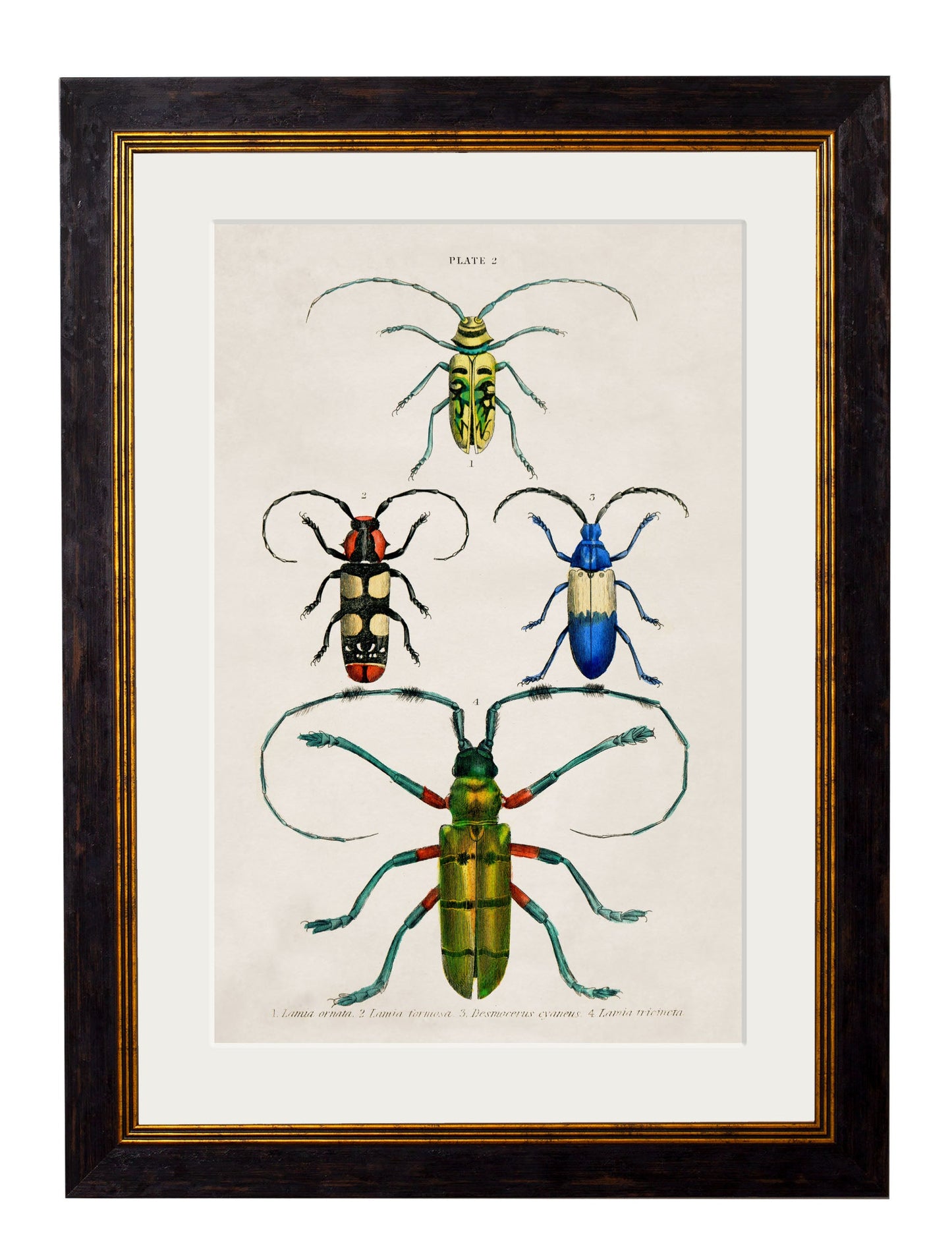 c.1836 Studies of Beetles styled view – Leya Buster Interiors