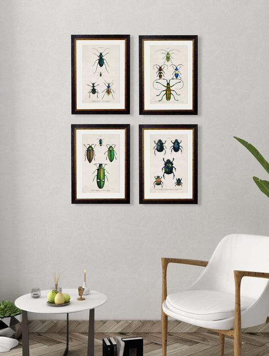 c.1836 Studies of Beetles – framed wall art at Leya Buster Interiors