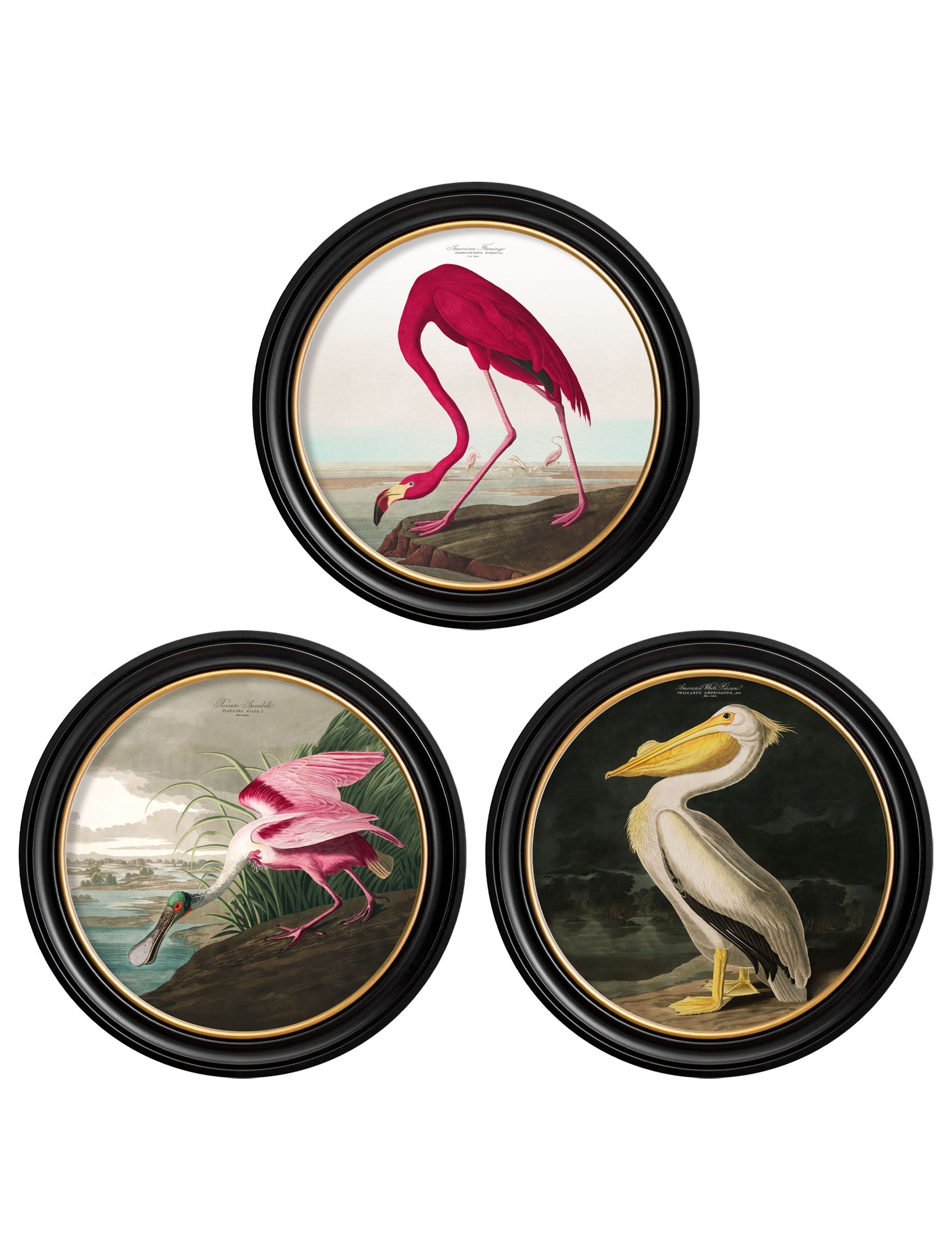 c.1838 Audubon's Birds of America in Round Frames detail – Leya Buster Interiors