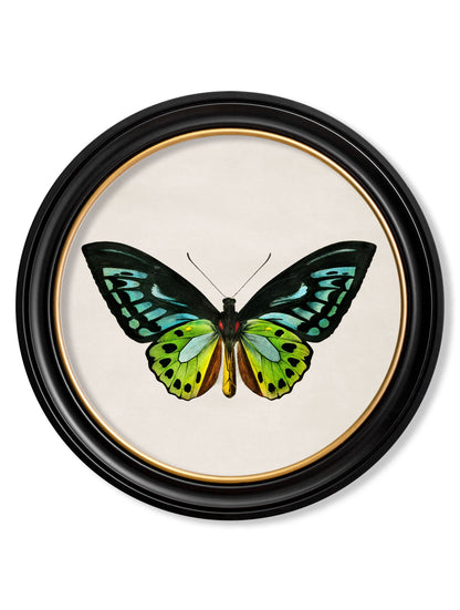 c.1836 Tropical Butterflies – Round Frames styled view – Leya Buster Interiors
