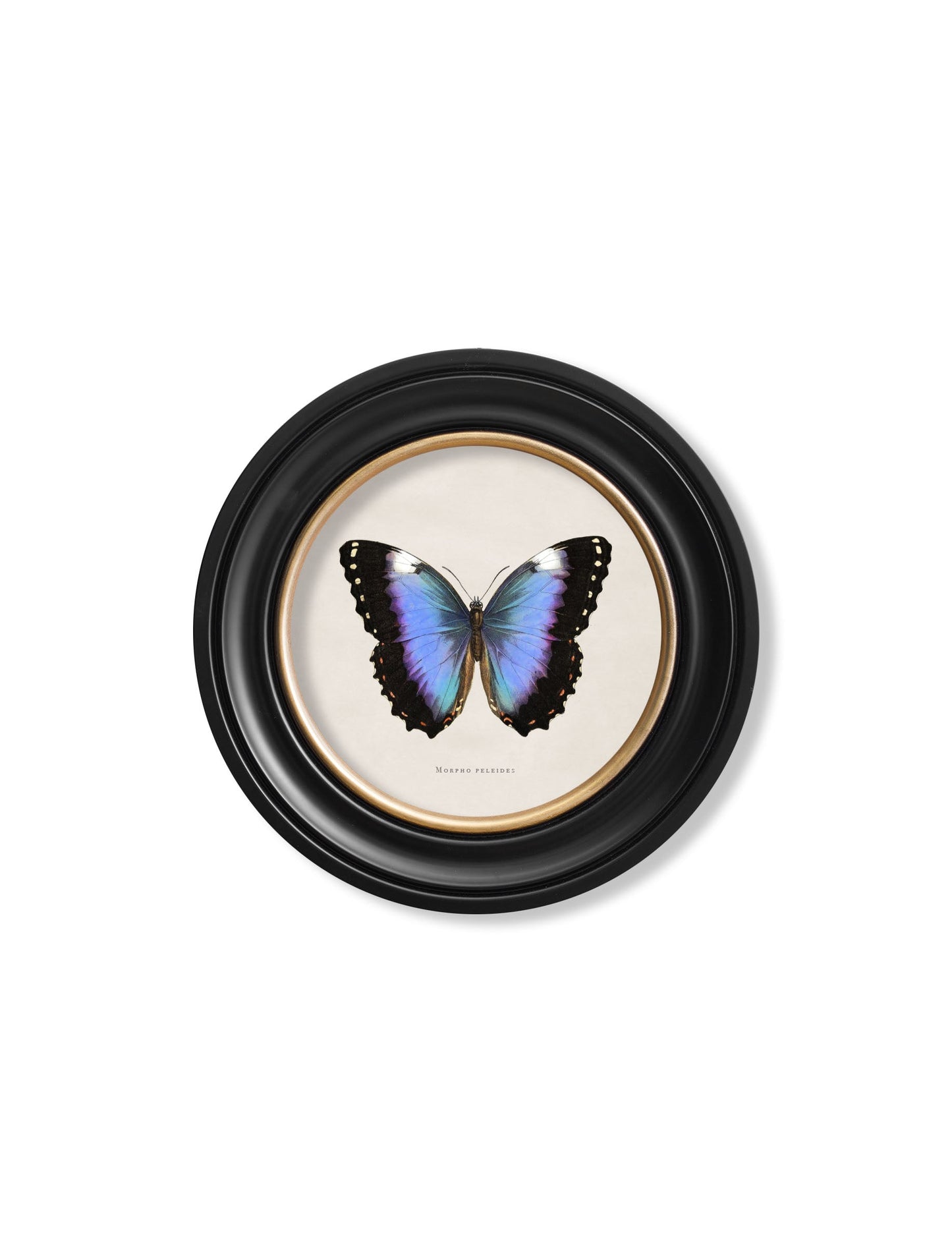 c.1835 Tropical Butterflies – Round Frames styled view – Leya Buster Interiors