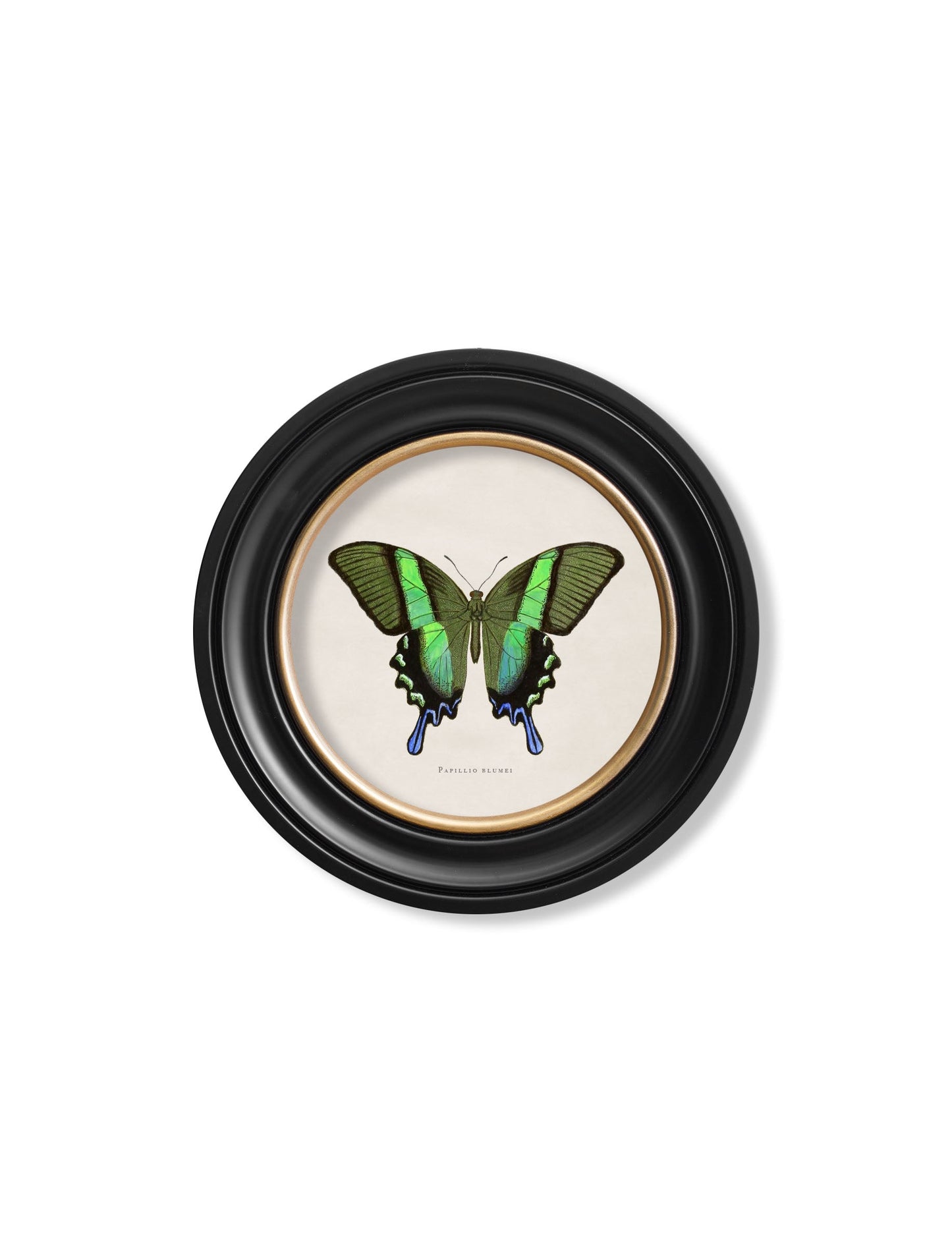 c.1835 Tropical Butterflies – Round Frames styled view – Leya Buster Interiors