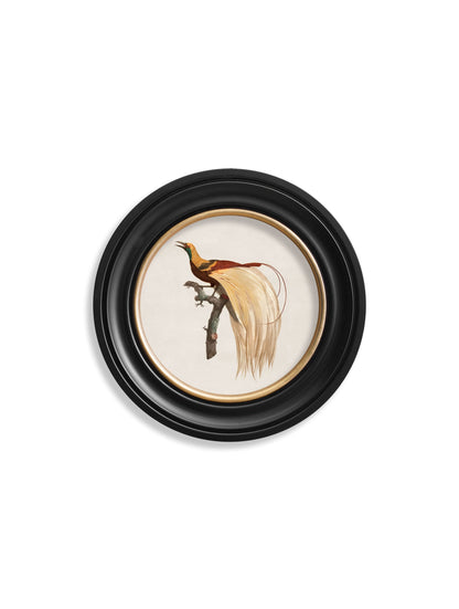 c.1809 Birds of Paradise – Round Frames styled view – Leya Buster Interiors