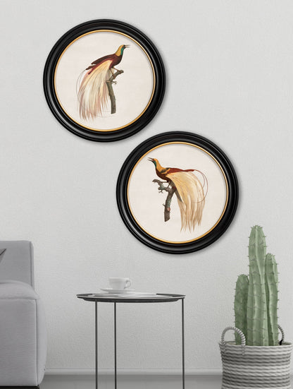 c.1809 Birds of Paradise – Round Frames – framed wall art at Leya Buster Interiors