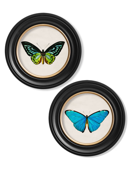 c.1836 Tropical Butterflies – Round Frames detail – Leya Buster Interiors