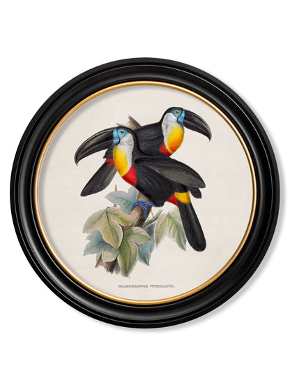 c.1848 Toucans – Round Frames styled view – Leya Buster Interiors