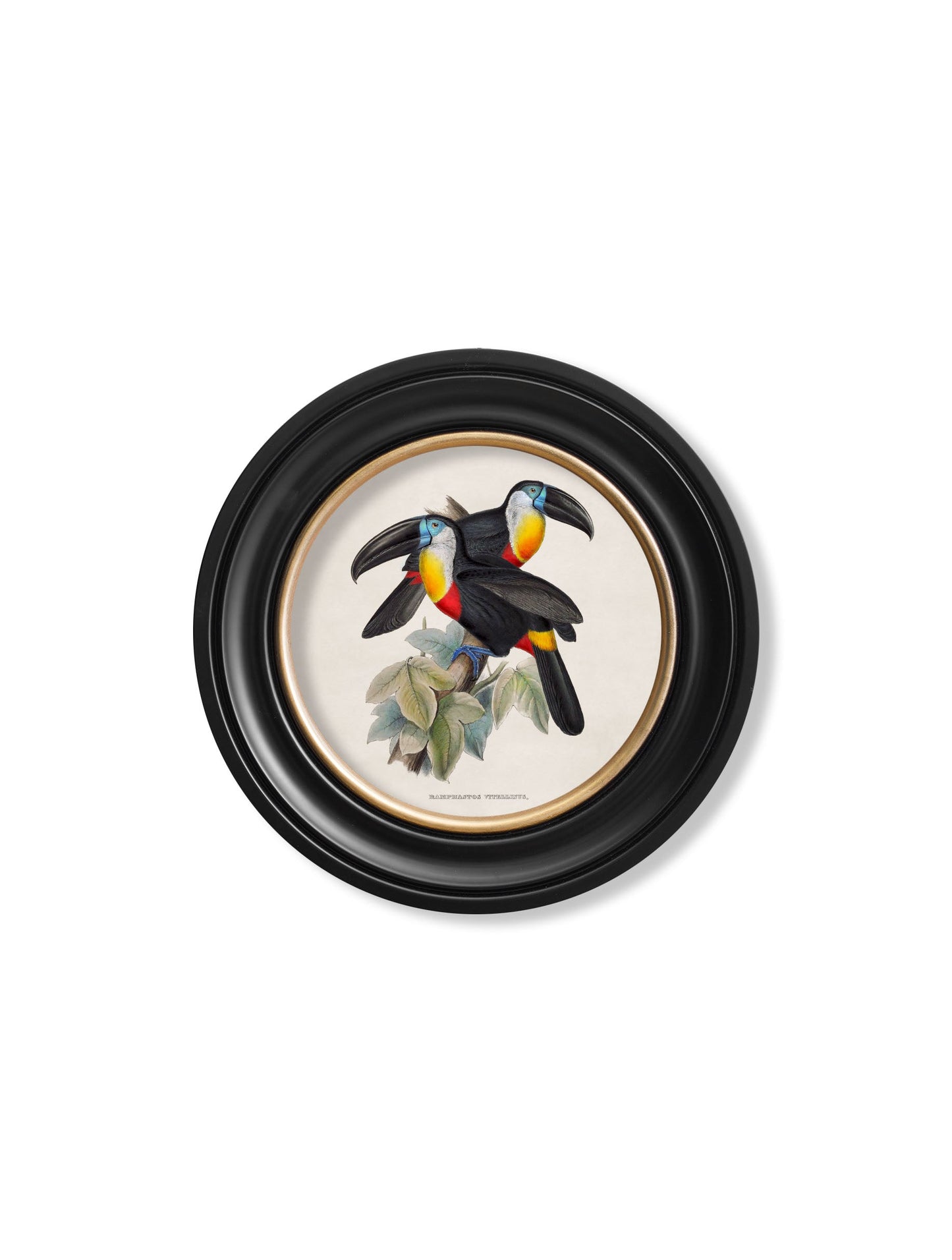 c.1848 Toucans – Round Frames styled view – Leya Buster Interiors