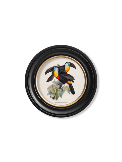 c.1848 Toucans – Round Frames styled view – Leya Buster Interiors