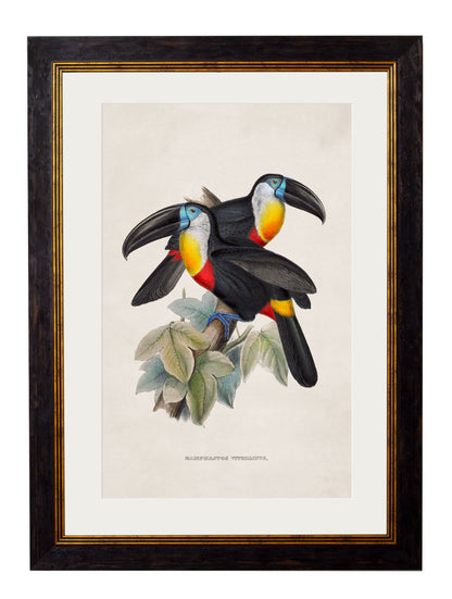 c.1848 Toucans styled view – Leya Buster Interiors