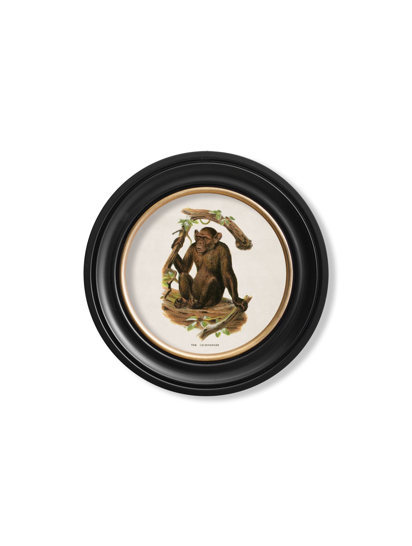 c.1910 Collection of Primates in Round Frames styled view – Leya Buster Interiors