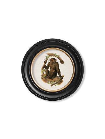 c.1910 Collection of Primates in Round Frames styled view – Leya Buster Interiors
