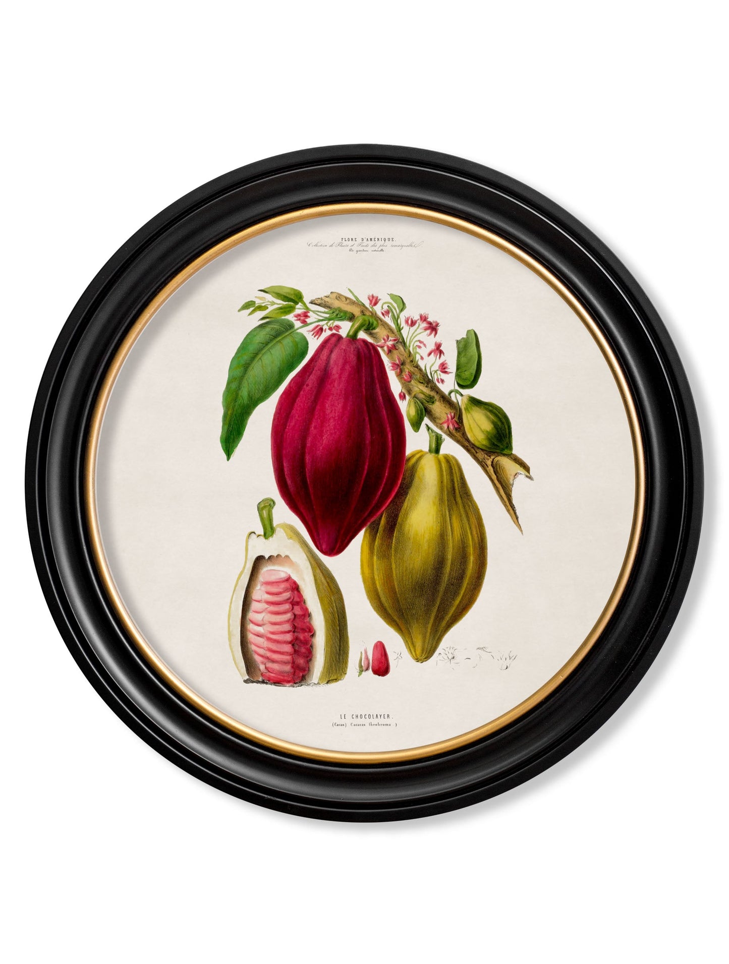 c.1843 Chocolate Plant – Round Frame detail – Leya Buster Interiors