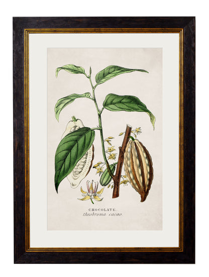 c.1877 Tea, Coffee and Chocolate Plants styled view – Leya Buster Interiors