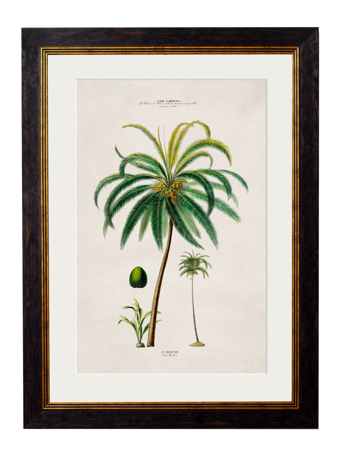 c.1843 Studies of South American Palm Trees styled view – Leya Buster Interiors