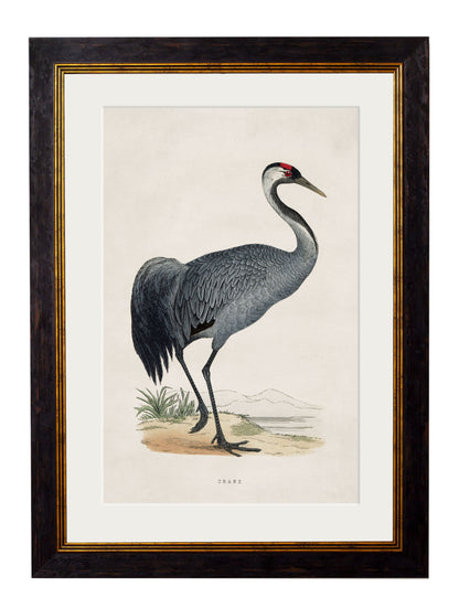 c.1850's British Wading Birds styled view – Leya Buster Interiors