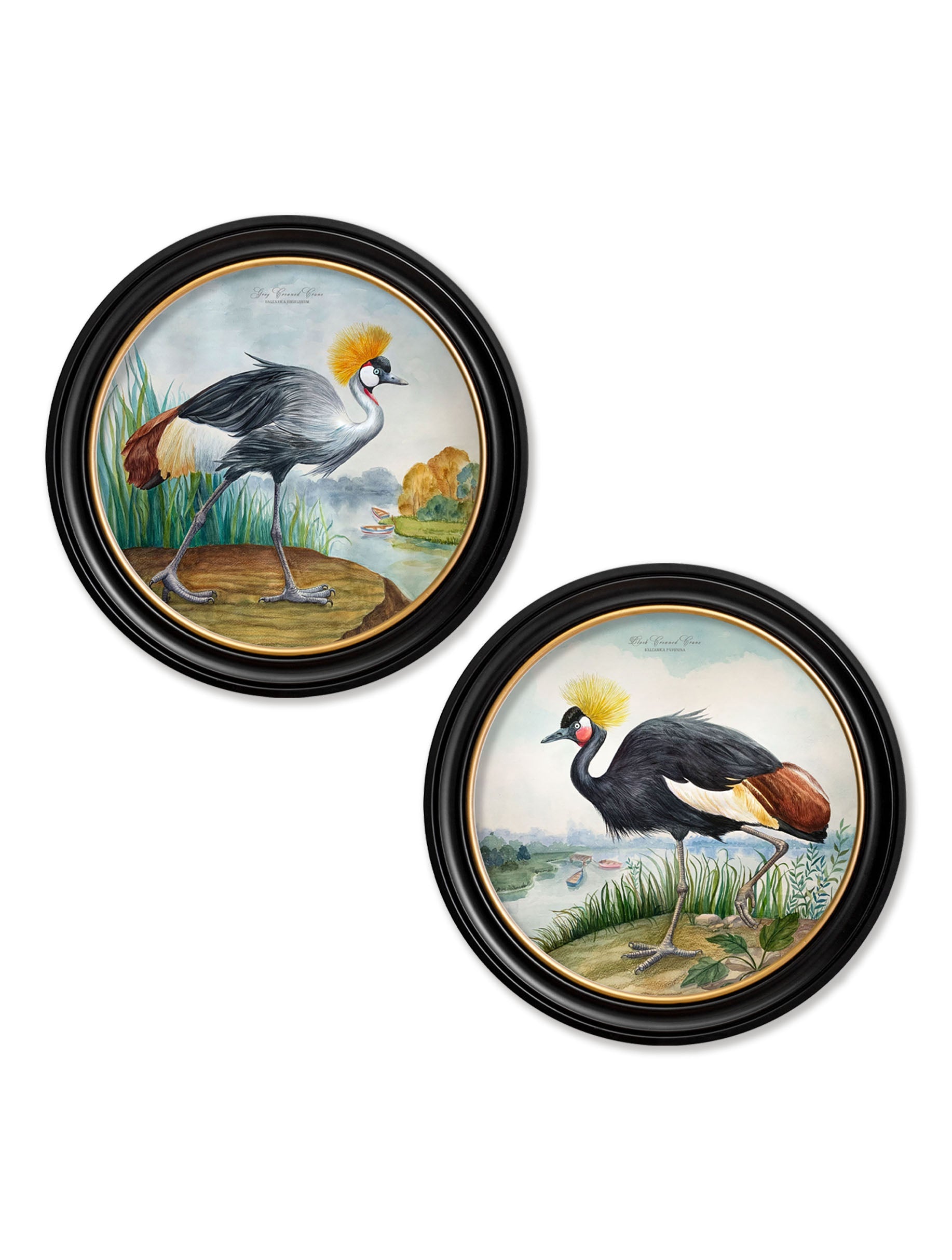 Audubon Style Cranes in Round Frames detail – Leya Buster Interiors