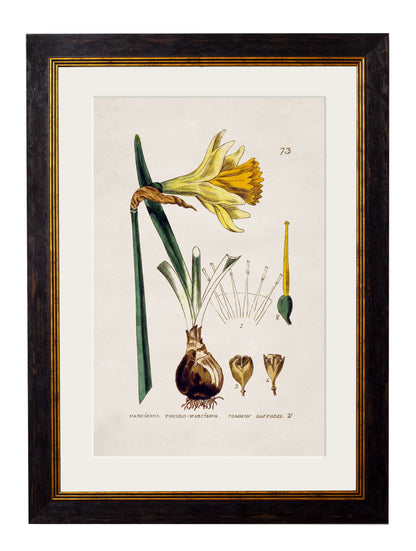 c.1837 British Flowering Plants styled view – Leya Buster Interiors