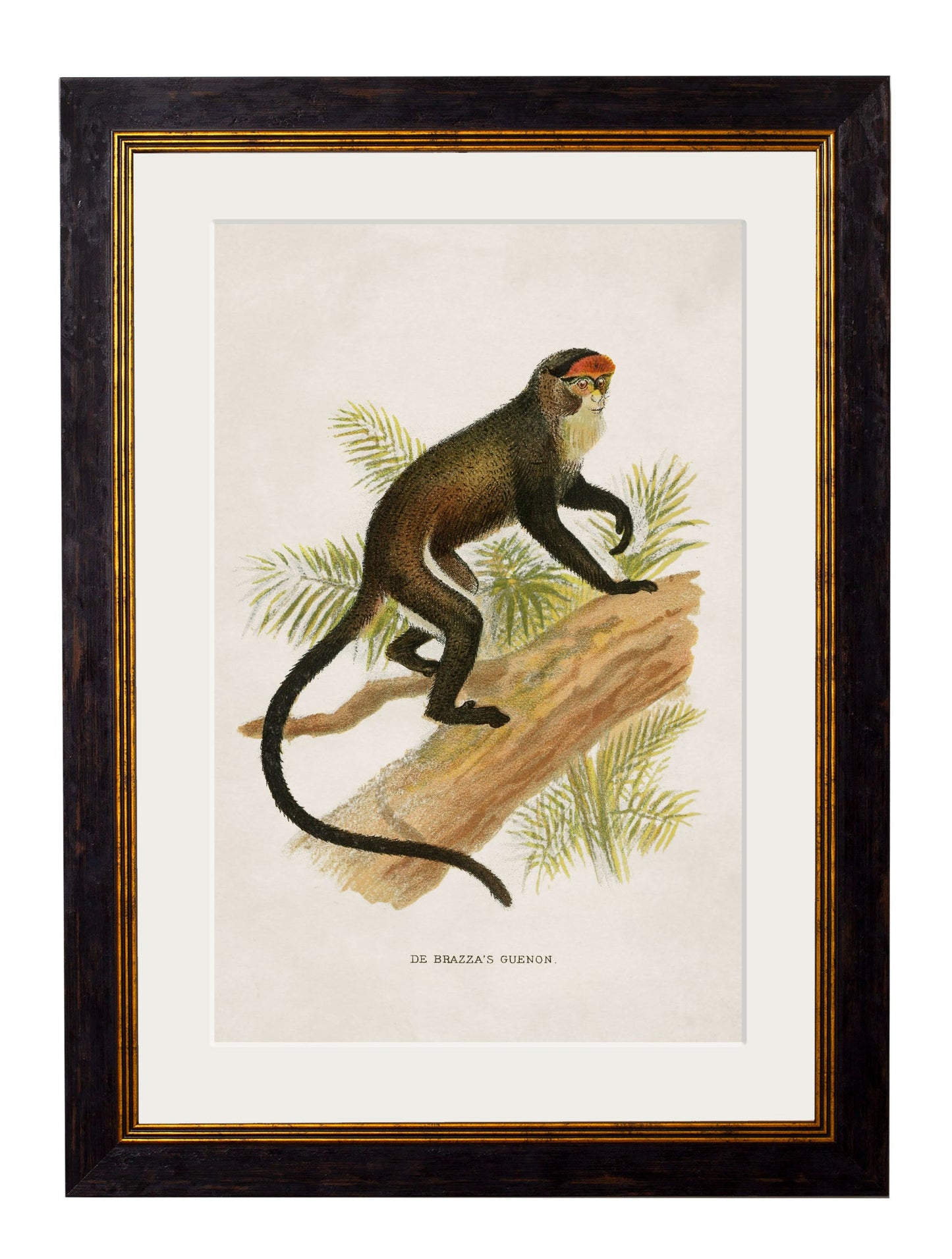 c.1910 Collection of Primates styled view – Leya Buster Interiors