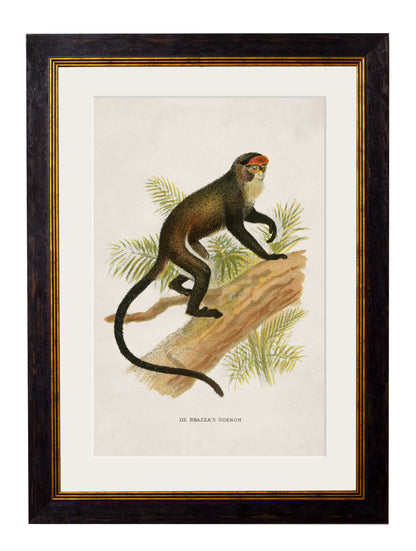 c.1910 Collection of Primates styled view – Leya Buster Interiors