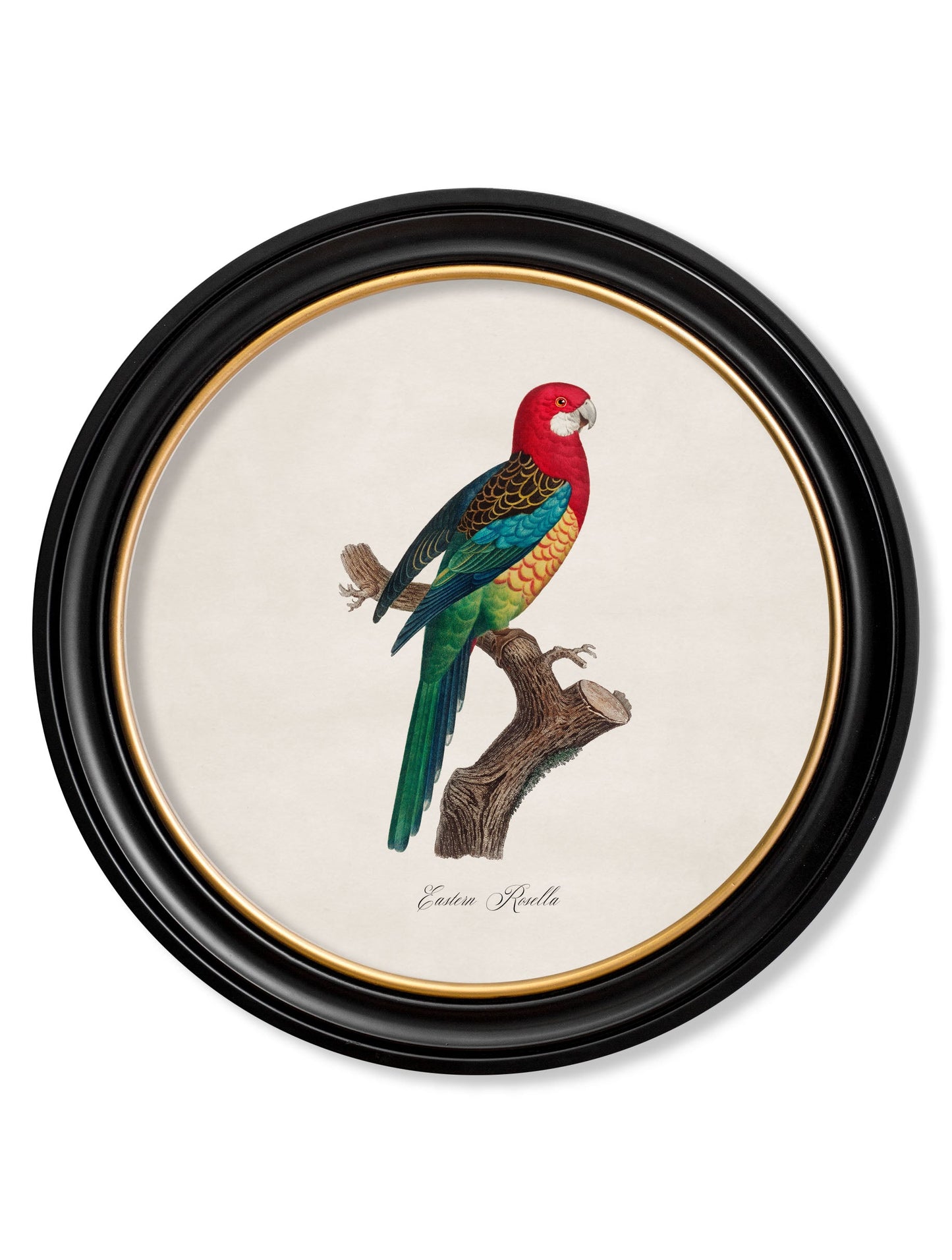 C.1800's Collection of Parrots in Round Frames 2 styled view – Leya Buster Interiors