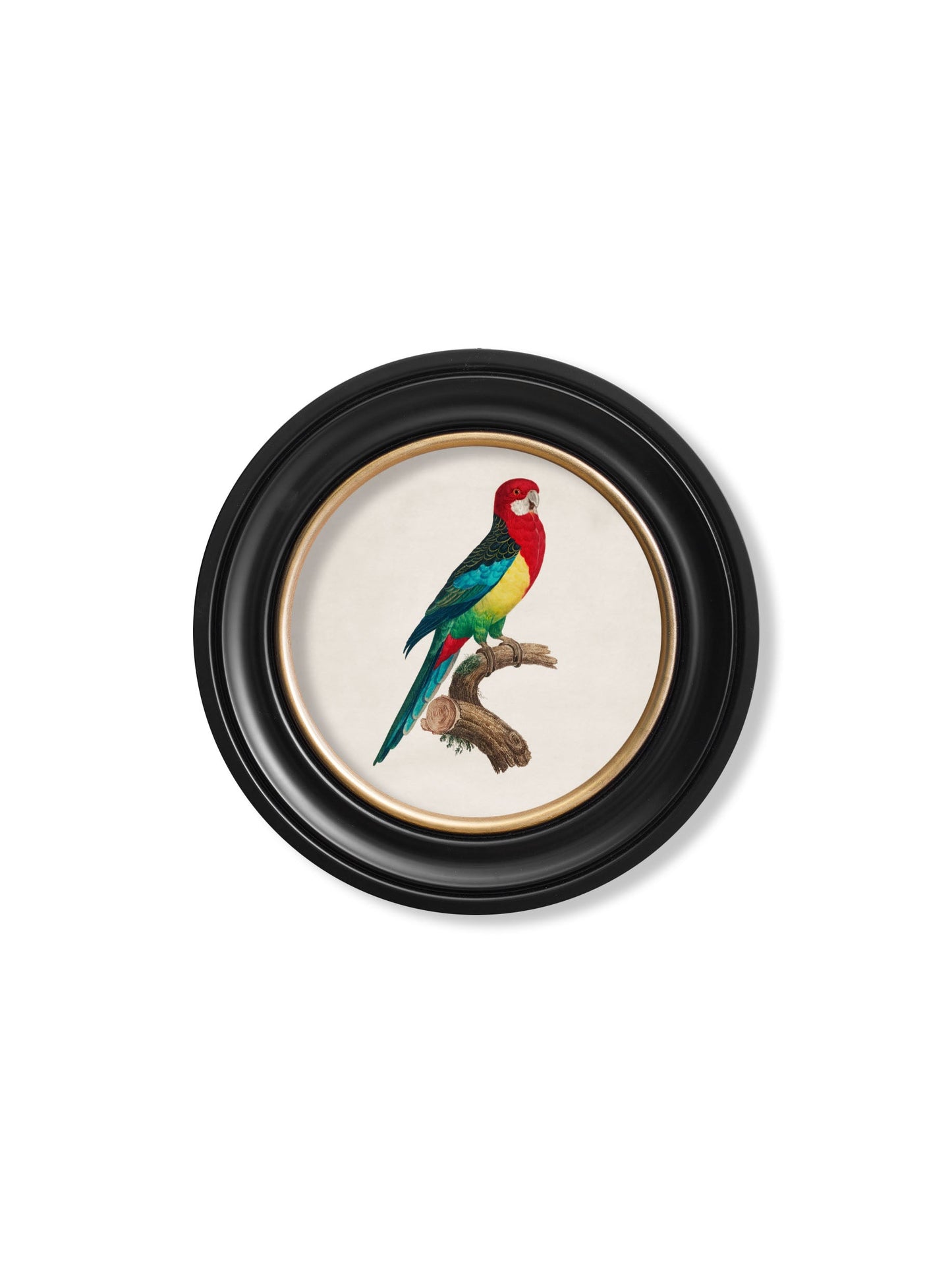 C.1800's Collection of Parrots in Round Frames 2 styled view – Leya Buster Interiors