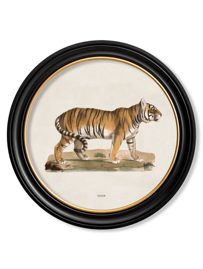 Tiger Round Framed Picture styled view – Leya Buster Interiors