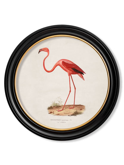 c.1830 Flamingo – Round Frame detail – Leya Buster Interiors