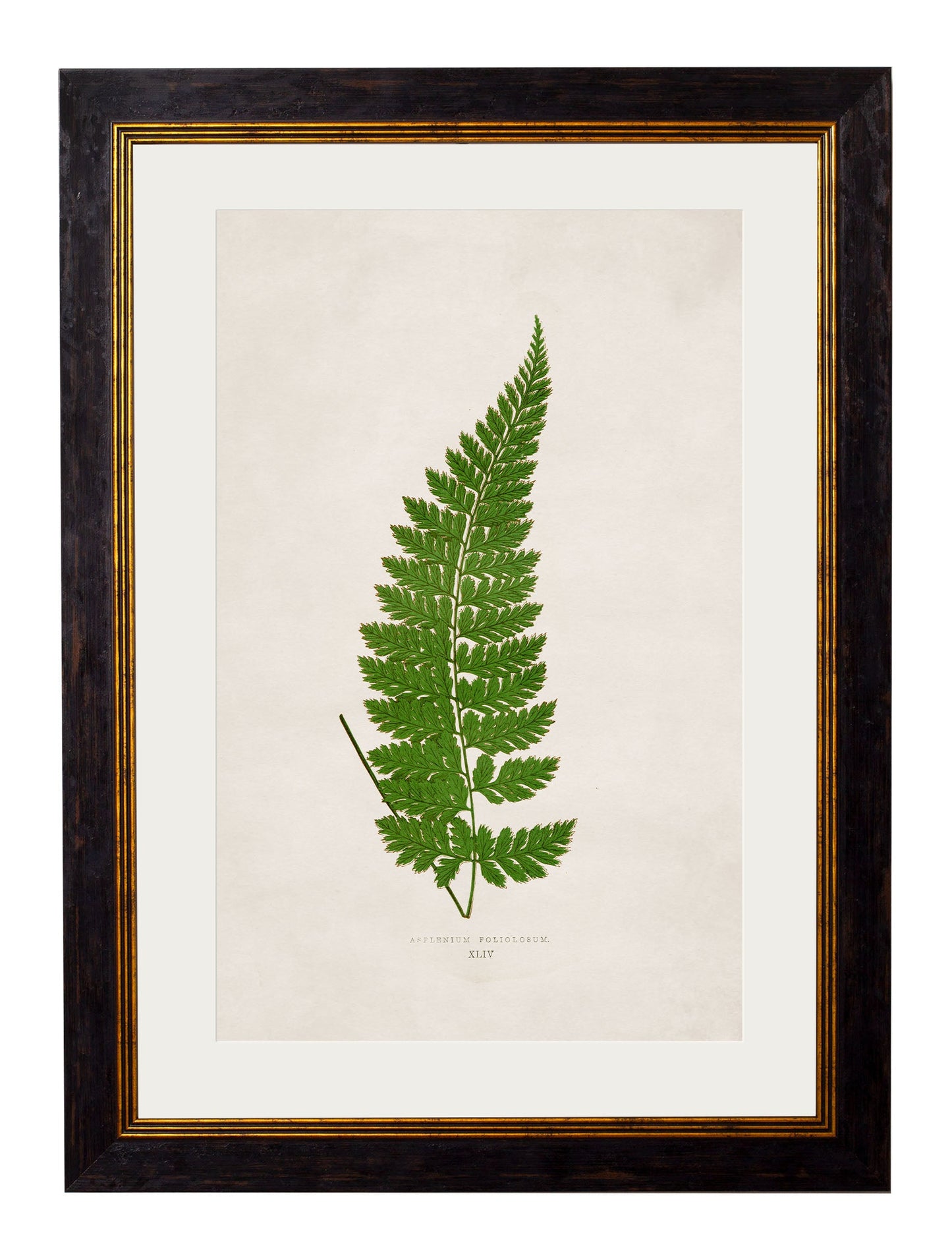 c.1864 Collection of British Ferns styled view – Leya Buster Interiors