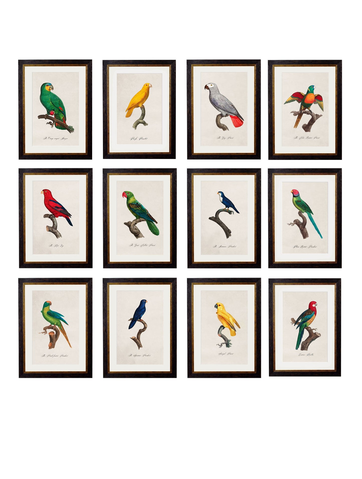 C.1800's Collection of Parrots detail – Leya Buster Interiors