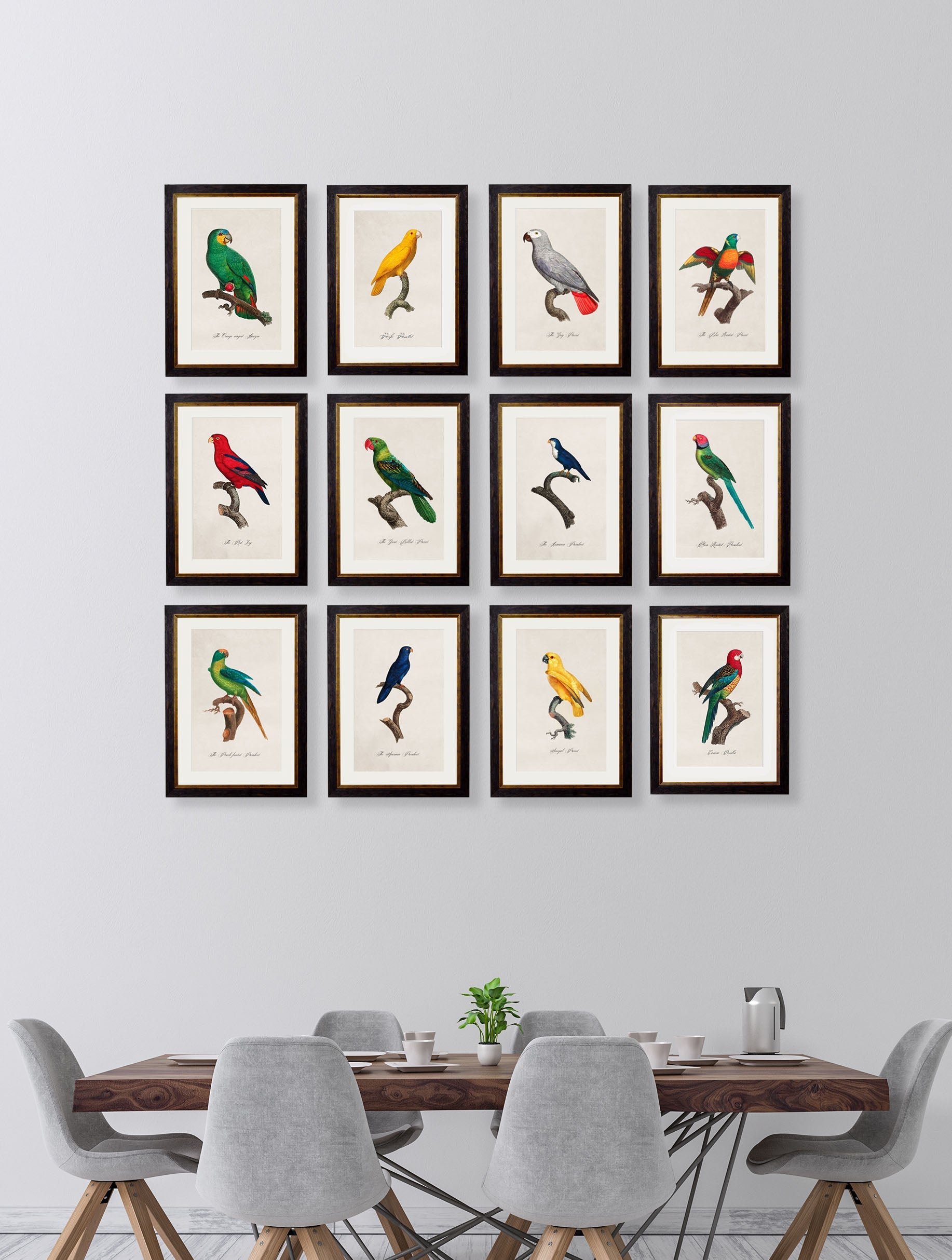 C.1800's Collection of Parrots – framed wall art at Leya Buster Interiors