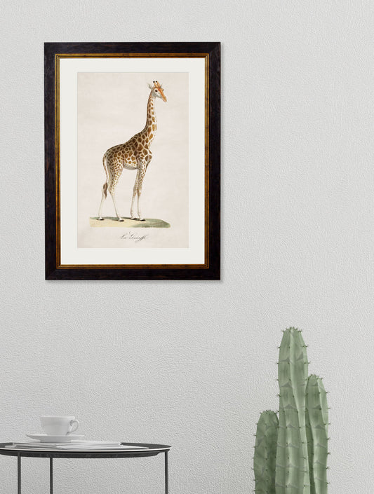 c.1836 Giraffe – framed wall art at Leya Buster Interiors