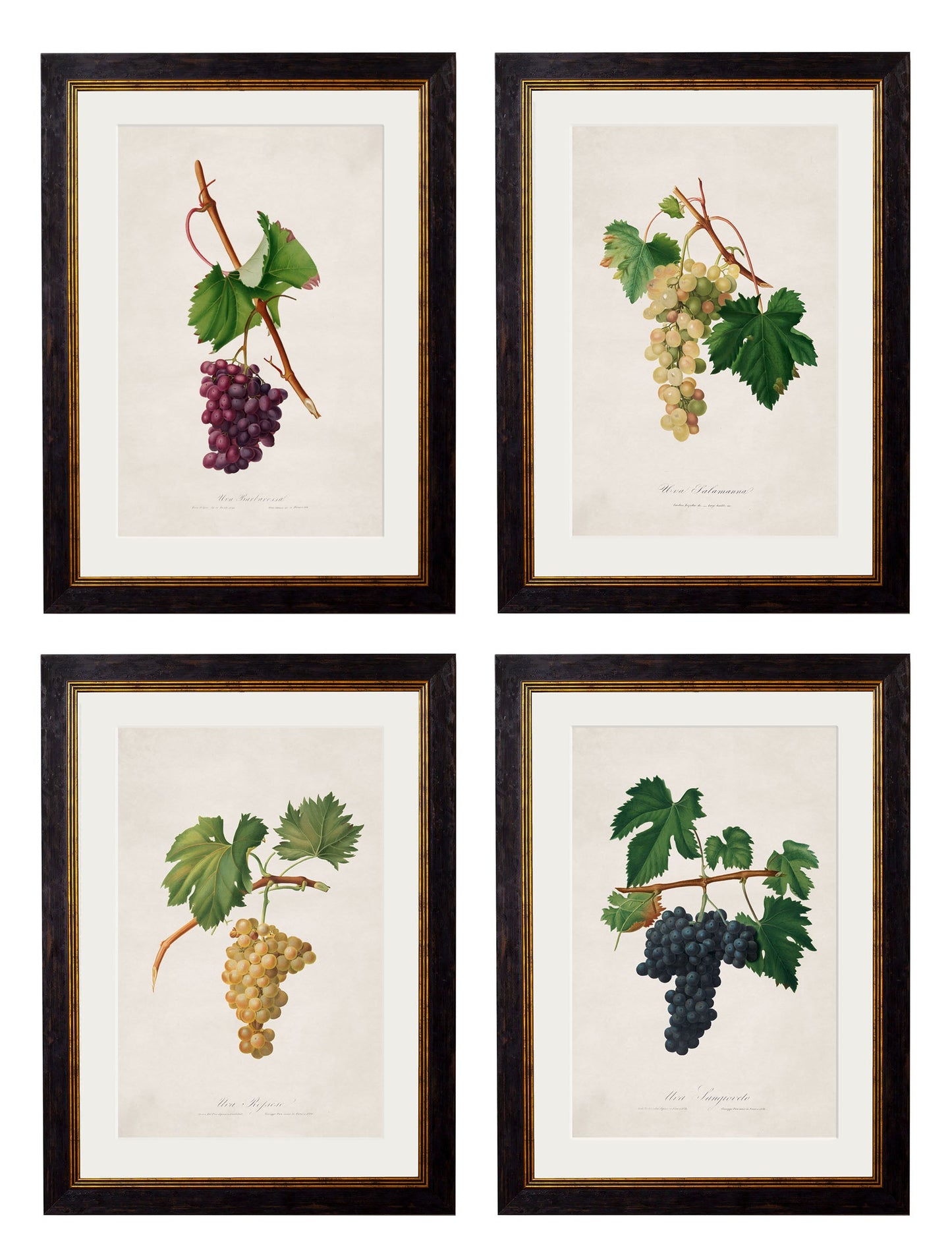 c.1817 Collection of Botanical Grapes detail – Leya Buster Interiors