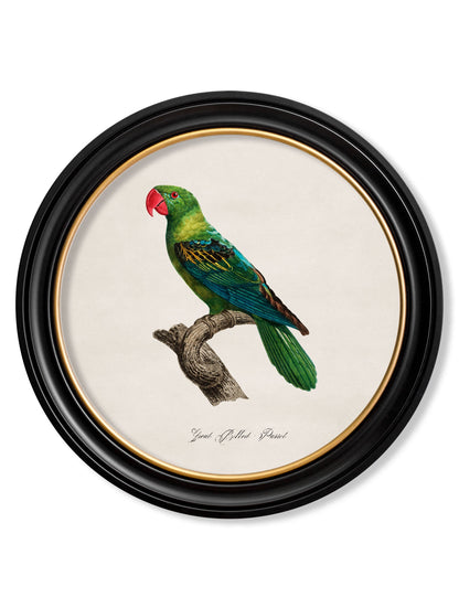 C.1800's Collection of Parrots in Round Frames 1 styled view – Leya Buster Interiors