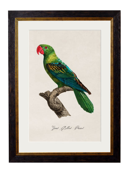 C.1800's Collection of Parrots styled view – Leya Buster Interiors
