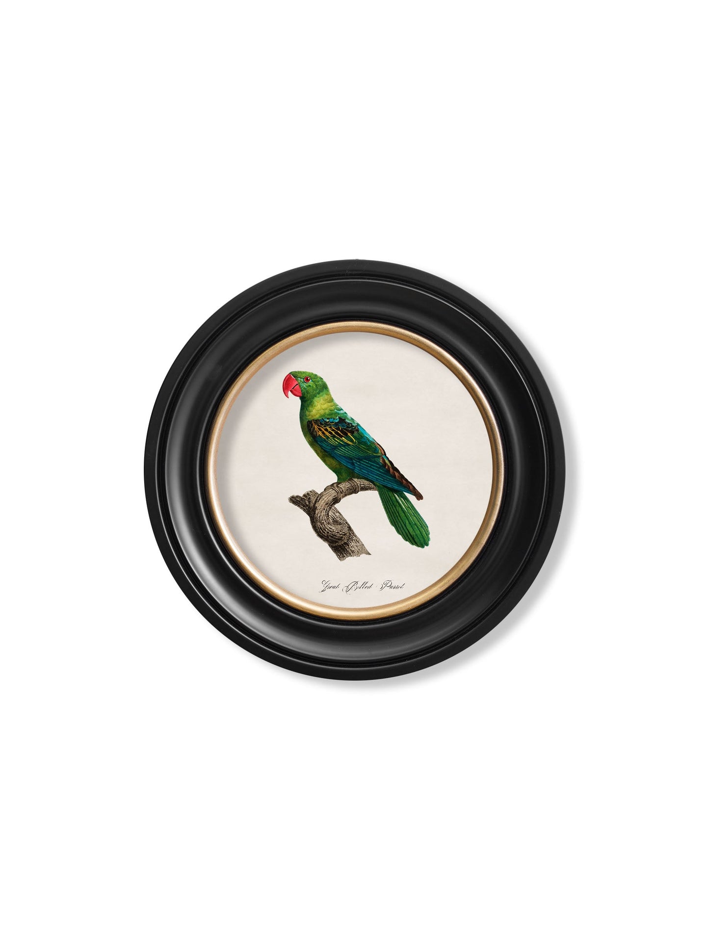 C.1800's Collection of Parrots in Round Frames 1 styled view – Leya Buster Interiors