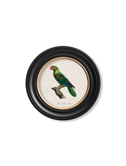 C.1800's Collection of Parrots in Round Frames 1 styled view – Leya Buster Interiors