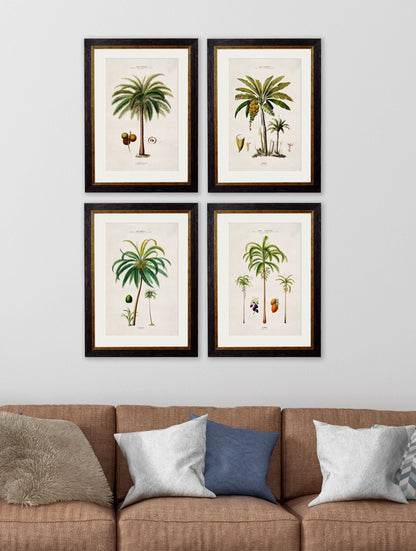 c.1843 Studies of South American Palm Trees – framed wall art at Leya Buster Interiors