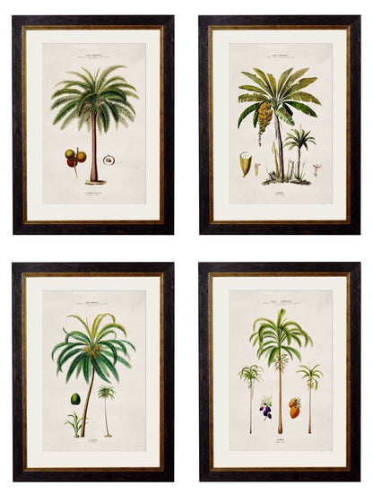 c.1843 Studies of South American Palm Trees detail – Leya Buster Interiors