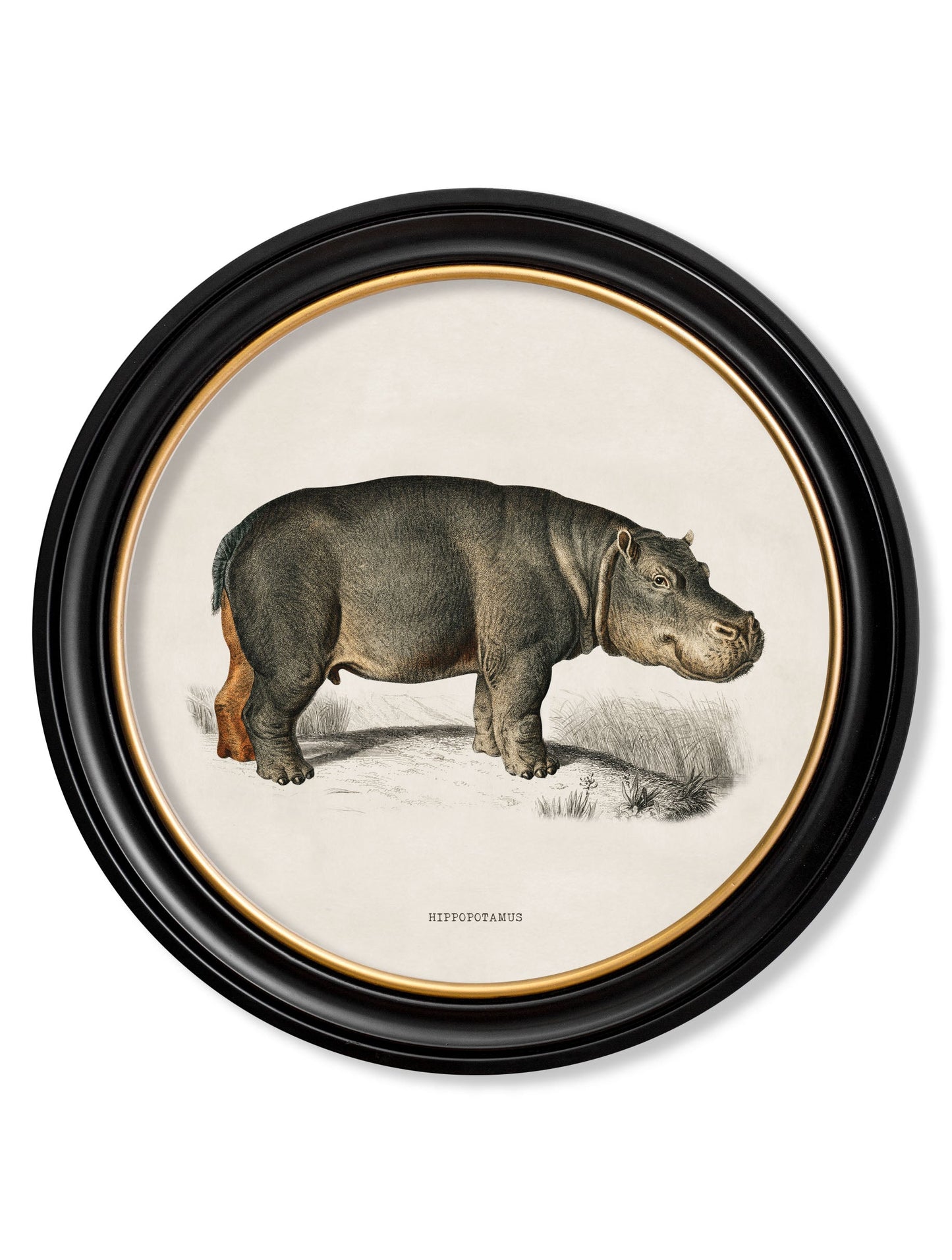 c.1846 Rhino & Hippo – Round Frames styled view – Leya Buster Interiors