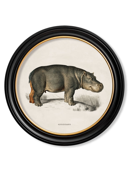c.1846 Rhino & Hippo – Round Frames styled view – Leya Buster Interiors