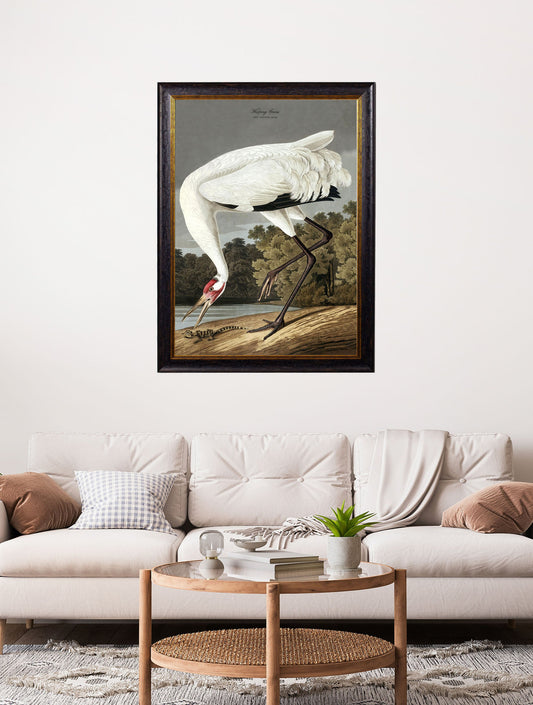 c.1838 Audubon's Hooping Crane – framed wall art at Leya Buster Interiors