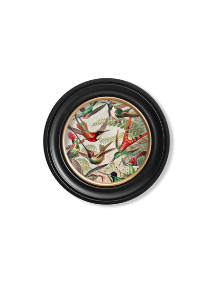 c.1904 Haeckel Flora and Fauna – Round Frames styled view – Leya Buster Interiors